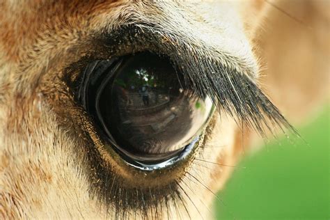 Giraffe Eye Photograph By Yuri Peress