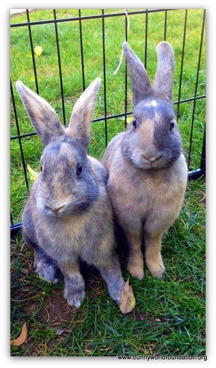 A Pair Of Harlequin Bunnies Looking For Their Forever Home La Area