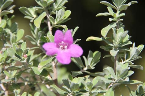 Pithecellobium flexicaule is the old. Uncommon Bonsai Species - Texas Sage