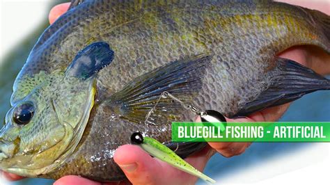Catching Bluegill With Artificial Kayak Fishing Youtube
