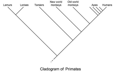 Cladogram Definition And Examples Biology Dictionary