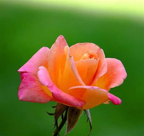Rose Blossom Bloom Free Photo On Pixabay Pixabay