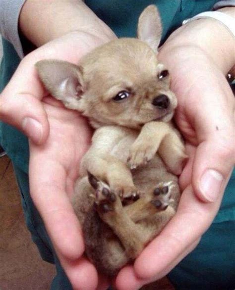 The Cutest Chihuahua Pictures In 2020 Cute Chihuahua Chihuahua