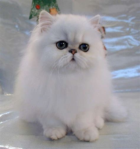 Persian Cutest Kitten Breeds Kitten Breeds Kittens Cutest