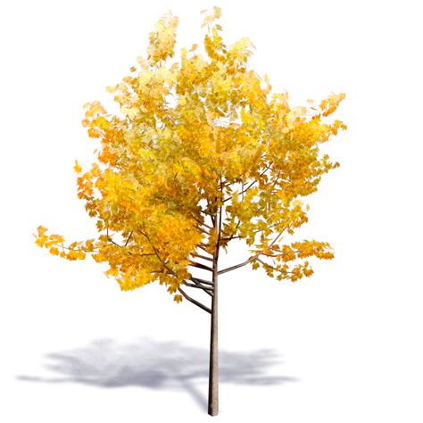 BIM object - Generic Autumn Tree 1 - Plants png image