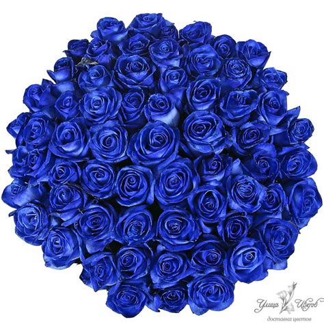 17 Best Images About Blue Roses On Pinterest Midnight Blue Cobalt