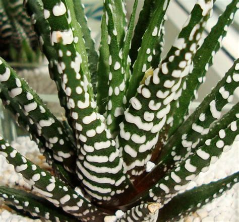 Haworthia Zebra Cactus Pearl Plant Star Window Plant Guide Our