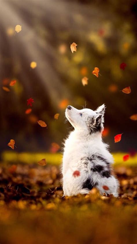 Iphone Wallpaper Autumn Cute Animals Animals Animals Beautiful