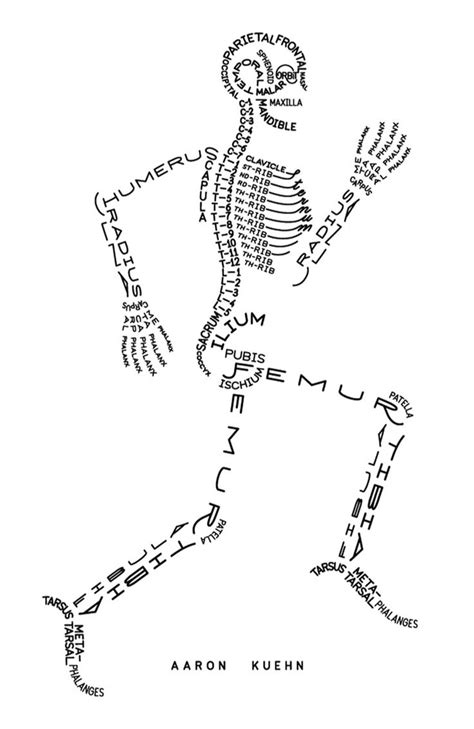 If You Forget Which Bone Is The Femur Check Out This Humerus Schematic Anatomy Art Human