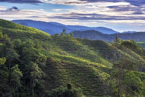 Conveniently located restaurants include gonbei, the smokehouse hotel & restaurant, and the dining room at cameron highlands resort. Tea Plantation, Cameron Highlands, Malaysia Stock Image ...