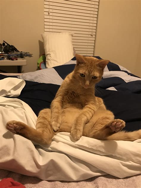 My Cat Likes To Sit Like A Human Cats Cat Tattoo Cat Memes Cats Funny Cat Makeup
