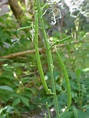 Long, narrow seed pods - photos of Streptanthus Carinatus, Brassicaceae