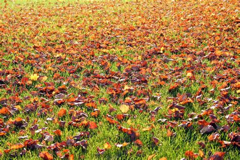 Autumn Leaves On The Grass Free Photo Download Freeimages