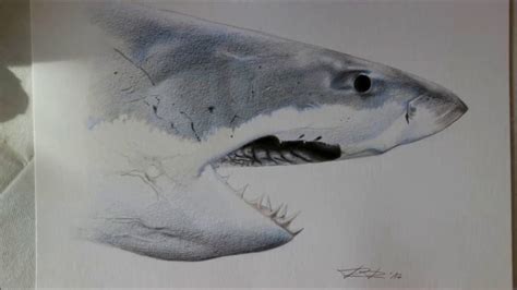 Drawing A Realistic White Shark With Colored Pencils 3d Art Time