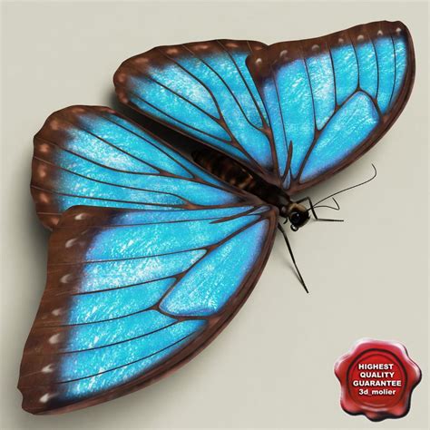 3d Model Blue Morpho Butterfly Pose5 91484005 Pond5 Blue Morpho