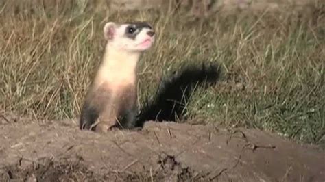 Spotlight On Black Footed Ferrets Youtube