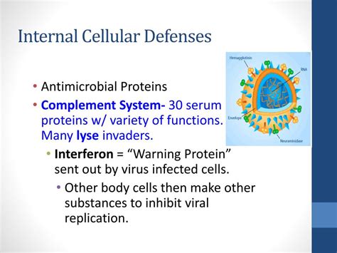 Ppt Overview Of The Immune System Powerpoint Presentation Free