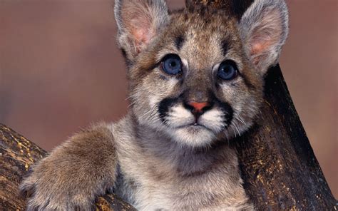 Pumas Baby Animals Animals Wallpapers Hd Desktop And Mobile Backgrounds