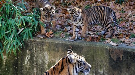 National Zoos Sumatran Tiger Cubs Make Public Debut