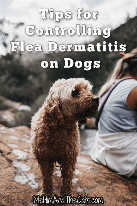 Flea Dermatitis On Dogs The Application Of Flea Control And Treatments