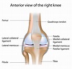 The Orthopedic Institute at Southwest Health | Knee Injuries