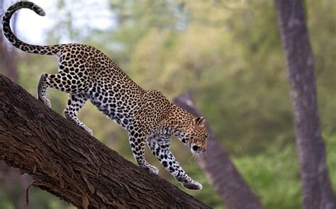 40 Beautiful Leopard Pictures In Their Wild Nature Tail And Fur