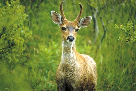 Sitka Deer Wikipedia