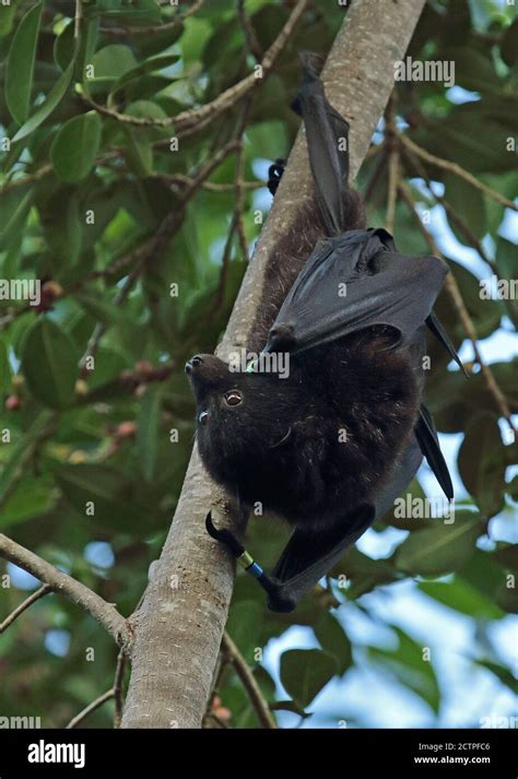Christmas Island Flying Fox Pteropus Natalis Adult Male Hanging From