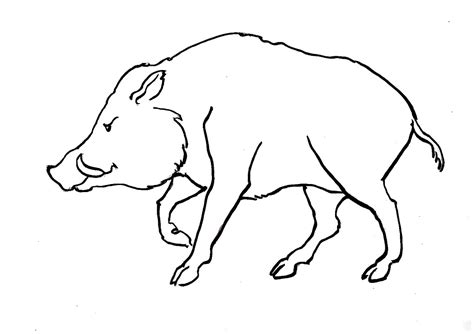 Boar Coloring Pages To Download And Print For Free