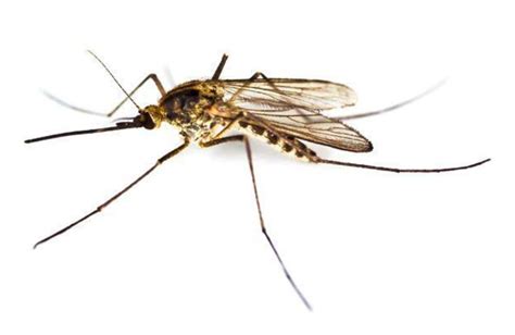 Bahaya Nyamuk Culex Cara Mengusir Nyamuk