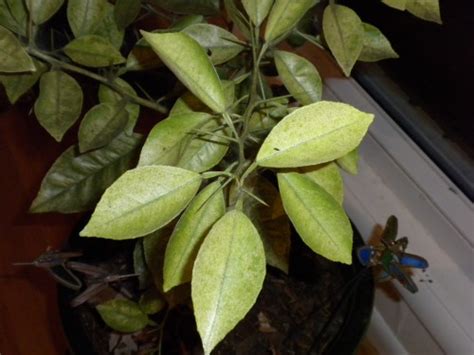 Spider Mites On Citrus Orange Walter Reeves The Georgia Gardener