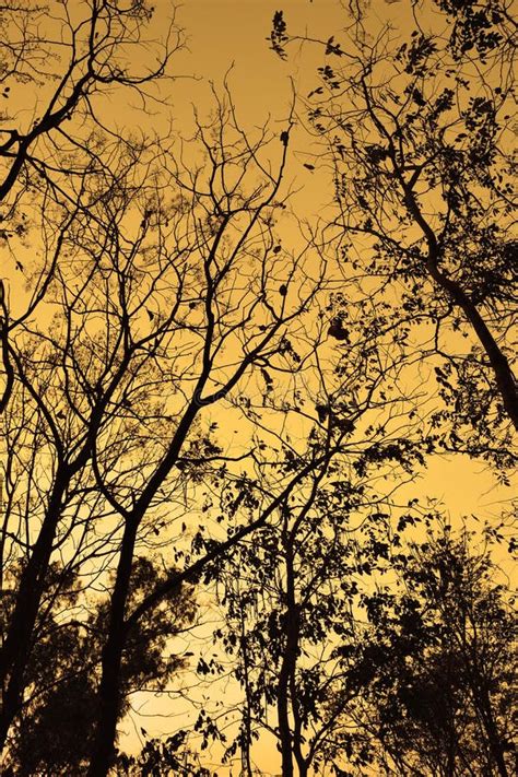 Branches Of Trees Silhouette Backlight Orange Sunset Sky In The Fall