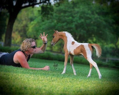 Pretty horses horse love beautiful horses animals beautiful poney miniature miniature ponies cute baby mini stables for mini horses. Pin by Cassie Krocker on "Trot On" Blu Kola | Baby horses ...