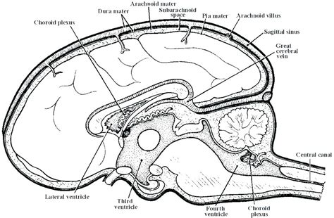 Digestive system labeled (younger) digestive system organs Skull Anatomy Coloring Pages at GetDrawings | Free download