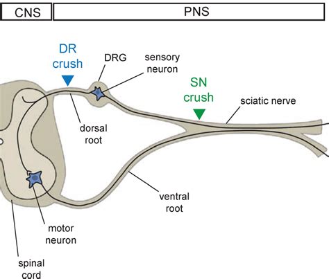 7 Schematic Representation Of The Sensory Motor Neuron Circuitry And