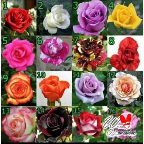 Jual Tanaman Bunga Mawar Hidup Bisa Pilih Warna Mawar Asli Bibit Bunga