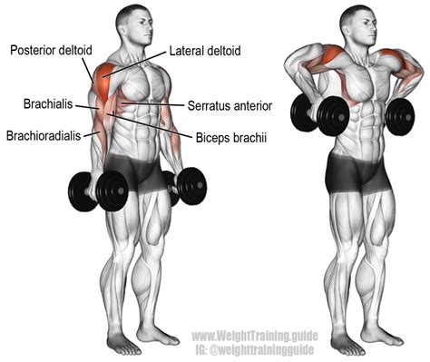 dumbbell armpit row instructions and video weight training guide shoulder workout biceps