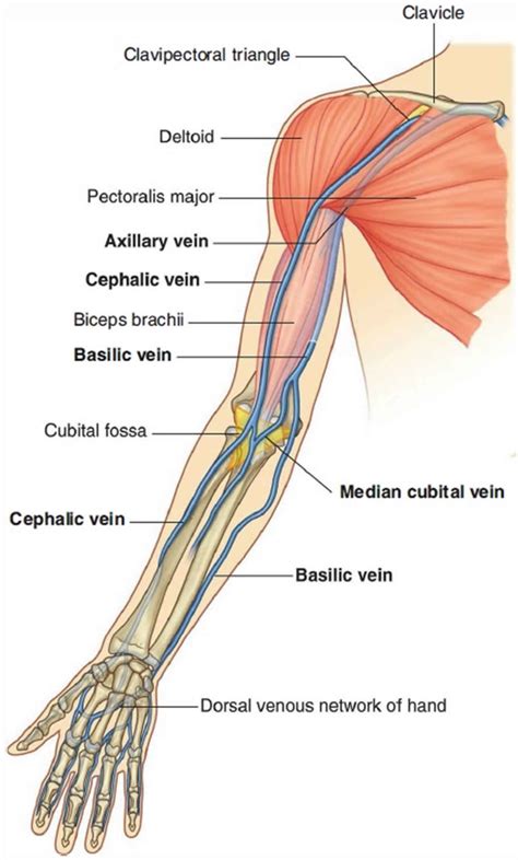 Venipuncture Procedure Venipuncture Sites Veins And Venipuncture