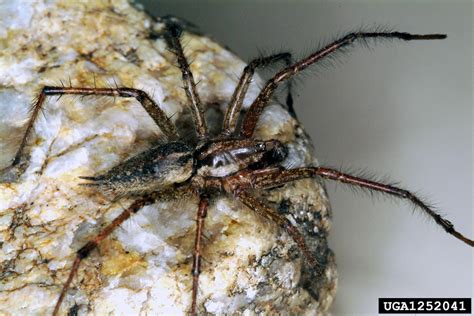 Funnel Web Spider Agelenopsis Spp Araneae Agelenidae 1252041