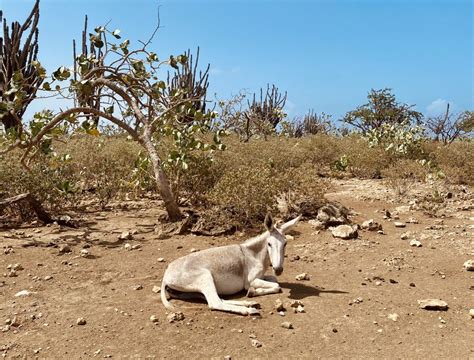 De Leukste Dingen Om Te Doen Op Bonaire Dit Zijn Ze Naast Duiken