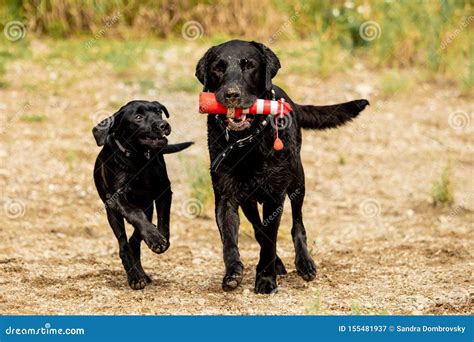 Two Black Labrador Retrievers Play Together Stock Image Image Of