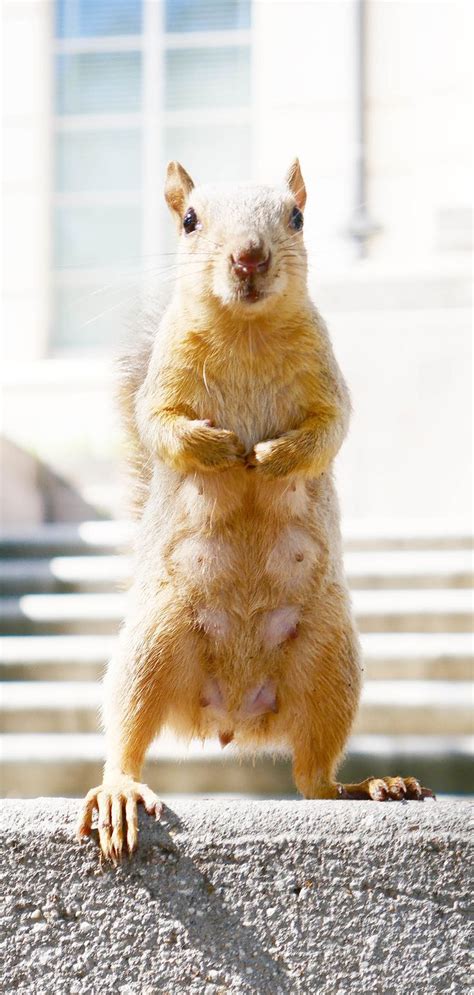 Pin On Squirrels At Ut Austin