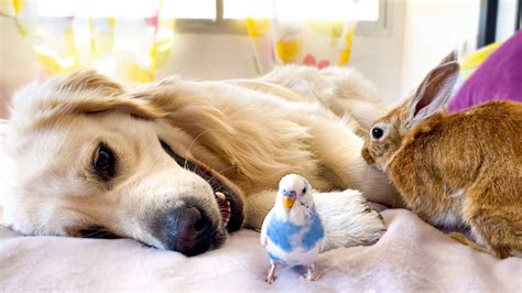 Can A Dog Be Friend Of A Bird And A Rabbit Cutest Pets Ever Youtube
