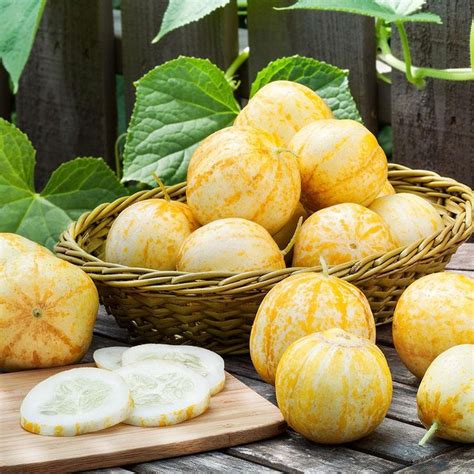 Your Guide To Growing And Harvesting Lemon Cucumbers — Martha Stewart