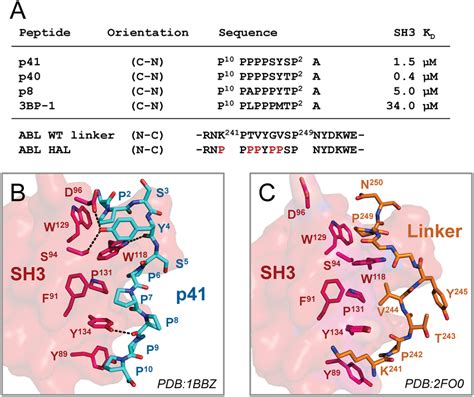 Peptide And Linker Interactions With The Abl Sh3 Domain A Sequences