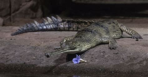 In Photos Were Still Learning New Things About Indias Endangered Gharial