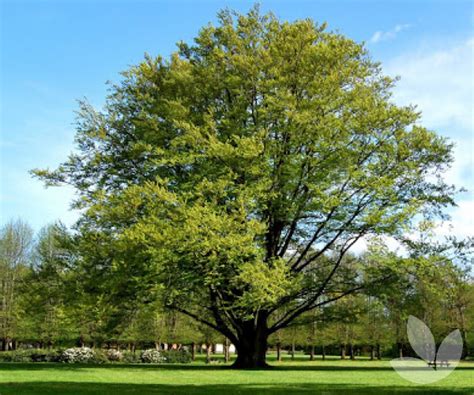 Fagus Sylvatica European Beech