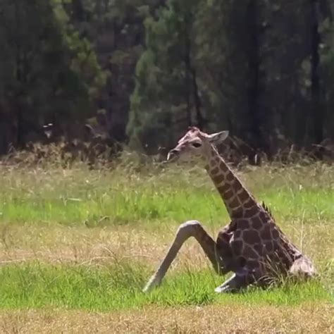Baby Giraffes First Steps Moments After Hes Born 9gag