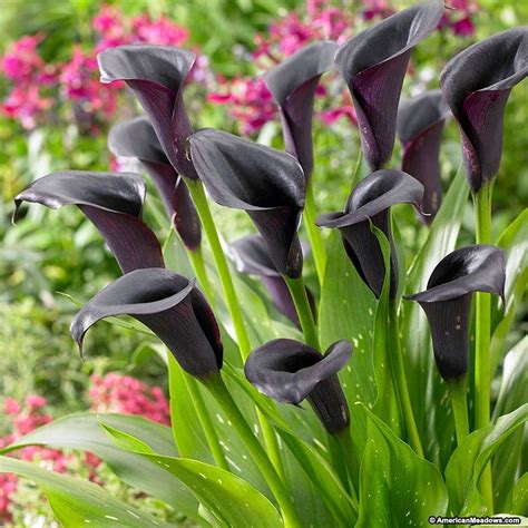 Calla Lily Odessa Blooms Rich Dark Purple Flowers Bringing Elegance To