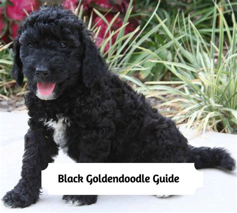 Black And White Goldendoodle